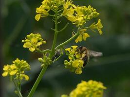 Weiß beschattet Hummel Biene Fütterung von ein Raps Blume foto