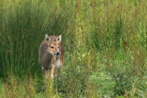 Chinesisch Wasser Hirsch auf das Sümpfe beim Trimley foto