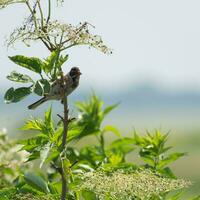 weiblich Schilf Ammer thront auf ein ältere Baum foto