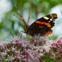 rot Admiral Schmetterling Fütterung auf wild Blumen foto