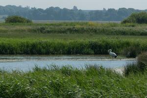 ländlich Suffolk Landschaft mit ein Schwan Stehen beim das Wasser Kante foto