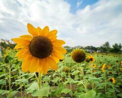 Landschaft Standpunkt zum Sommer- Jahreszeit Gelb Sonnenblumen sind im voll blühen im Garten Bauernhof verrotten fai Park, Bangkok mit Blau Himmel, Weiß Wolken. aussehen komfortabel und Gefühl entspannt wann Sie sehen Es. foto