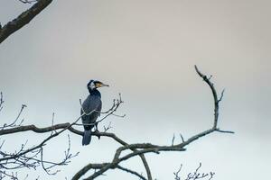 Kormoran Sitzung auf ein Ast im wassenaar, das Niederlande. foto