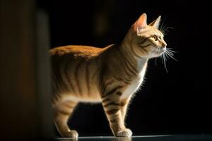 ein Orange Tabby Katze ist Stehen im das dunkel generativ ai foto