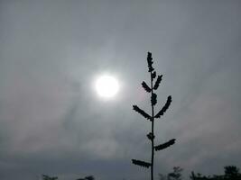 Pflanzen mit ein hell Mond und dunkel Wolken foto