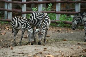 Afrika Zebra schwarz und Weiß im das Käfig beim das Zoo. schließen oben Zebra Essen im Zoo. Tiere Natur Tierwelt Konzept. foto