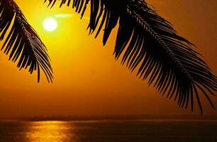 tropisch Meer Sonnenuntergang Baum Himmel Aussicht Hintergrund foto