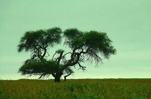 tropisch Meer Sonnenuntergang Baum Himmel Aussicht Hintergrund foto