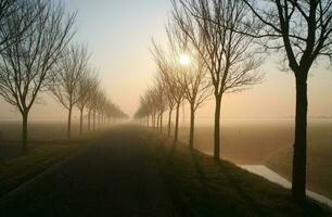 tropisch Meer Sonnenuntergang Baum Himmel Aussicht Hintergrund foto