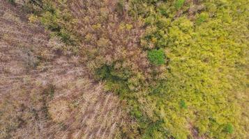 Antenne Draufsicht Wald, Naturpark Hintergrund foto