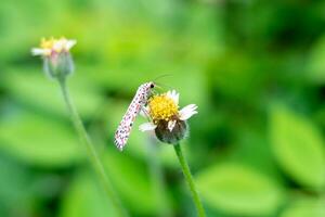 Heliotrop Motte thront auf tridax Procumbens Blume. schön utetheisa Pulchelloides saugen Nektar im Morgen foto