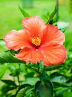 rot Orange Hibiskus China Rose hawaiisch Blume blühen bunt foto