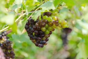 Weinberg mit Weißweintrauben auf dem Land, sonnige Trauben hängen an der Rebe
