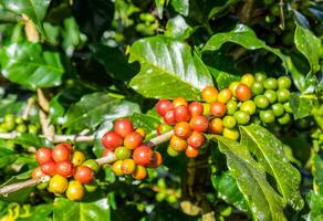 Kaffee Bohnen Arabica reif auf ein Baum foto