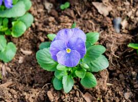 Stiefmütterchen, Viola Cornuta, lila Blume foto