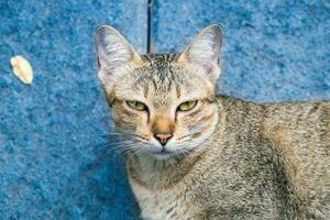 Katze Augen Gelb suchen starren unaufrichtig Heuchelei foto