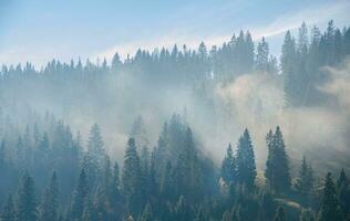 Nebel. Morgen Nebel im das Hochland. schön dramatisch Hochland Landschaft. foto