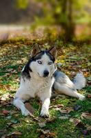 Hund sibirisch heiser. Porträt von ein heiser mit Blau Augen. sehr schön Augen. foto