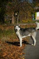 Hund sibirisch heiser. Porträt von ein heiser mit Blau Augen. sehr schön Augen. foto