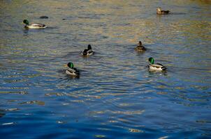 wild Enten schwimmen auf das See. See mit Enten foto