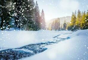 Fluss Schlucht. Berg Fluss Strom im Winter. das Kiefer Bäume sind bedeckt mit Schnee. schön Landschaft mit Schnee foto