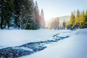 Fluss Schlucht. Berg Fluss Strom im Winter. das Kiefer Bäume sind bedeckt mit Schnee. schön Landschaft mit Schnee foto