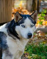 Hund sibirisch heiser. Porträt von ein heiser mit Blau Augen. sehr schön Augen. foto