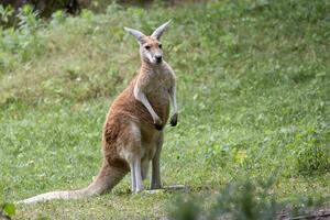 Känguru im ein Clearing foto