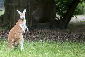 Känguru im ein Clearing foto