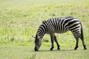 Zebra im ein Clearing foto