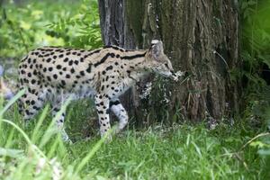 Serval im ein Clearing foto