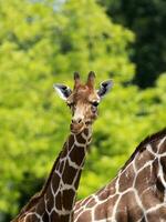 Giraffe in freier Wildbahn foto