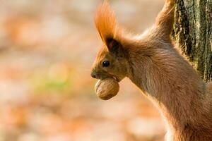 schnell Eichhörnchen im das Suche zum Nüsse foto