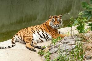 Tiger, der in der Natur nahe dem Wasser ruht foto