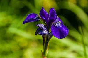 schöne violette iris unter dem sonnenlicht foto