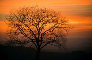 tropisch Meer Sonnenuntergang Baum Himmel Aussicht Hintergrund foto