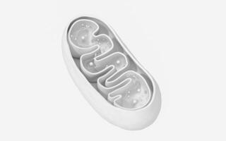 Kreuzung Aussicht von Mitochondrien. medizinisch die Info Grafik auf Weiß Hintergrund, 3d Wiedergabe. foto