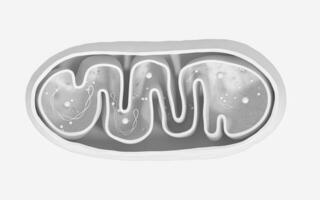 Kreuzung Aussicht von Mitochondrien. medizinisch die Info Grafik auf Weiß Hintergrund, 3d Wiedergabe. foto