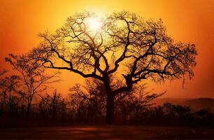 tropisch Meer Sonnenuntergang Baum Himmel Aussicht Hintergrund foto