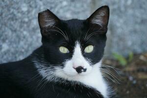 ein schwarz und Weiß Katze mit Gelb Augen foto