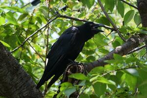 ein schwarz Vogel Sitzung auf ein Baum Ast foto