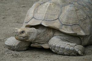 ein groß Schildkröte Verlegung auf das Boden foto