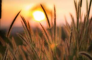 tropisch Meer Sonnenuntergang Baum Himmel Aussicht Hintergrund foto