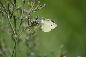 ein klein Weiß Schmetterling ist Sitzung auf etwas lila Blumen foto