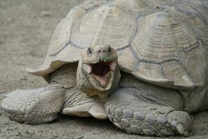 ein groß Schildkröte mit es ist Mund öffnen foto