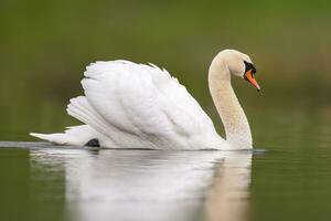 einer stumm Schwan Schwimmen auf ein reflektieren See Cygnus olor foto