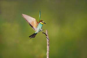 einer bunt Bienenesser merops Apiaster Landung auf ein Ast foto