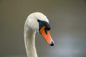 einer Kopf Porträt von ein stumm Schwan Cygnus olor foto