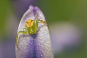 einer Krabbe Spinne versteckt sich im ein Blume und wartet zum Beute foto