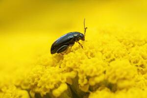 Floh Käfer sitzt auf ein Gelb Blume und Sonnenbäder foto